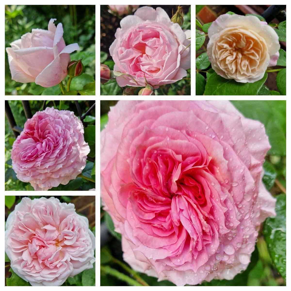 Some of my scented roses basking in the heat. #rose #sixonsaturday #flowers