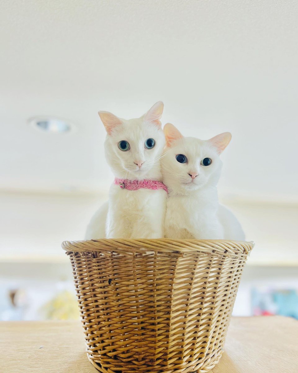 oddeye2abukabu's tweet photo. えっ⁉️
ᓓ̸わƖ ıƖ ı❗
byアブ🎀カブ💜

#猫
#cat
#kitty
#mellow
#고양이
#แมว
#Кот
#goto
#gato
#gatto
#オッドアイ
#occhiostrano
#ojoextraño
#странныйглаз
#súilcorr
#看板猫
#猫好きさんと繋がりたい
#無言フォロー歓迎
#リツイート大歓迎 https://t.co/BbocVF8utN