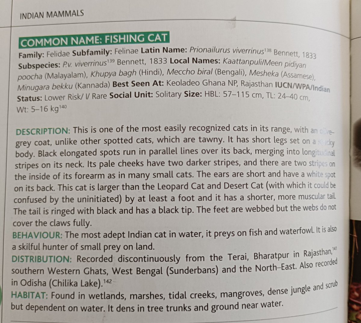 @blaftness @_jesthetic @joinPaperPlanes @psilopogon Adults certainly look different from all the other small-sized wild cats found in India. Hope the description below helps.