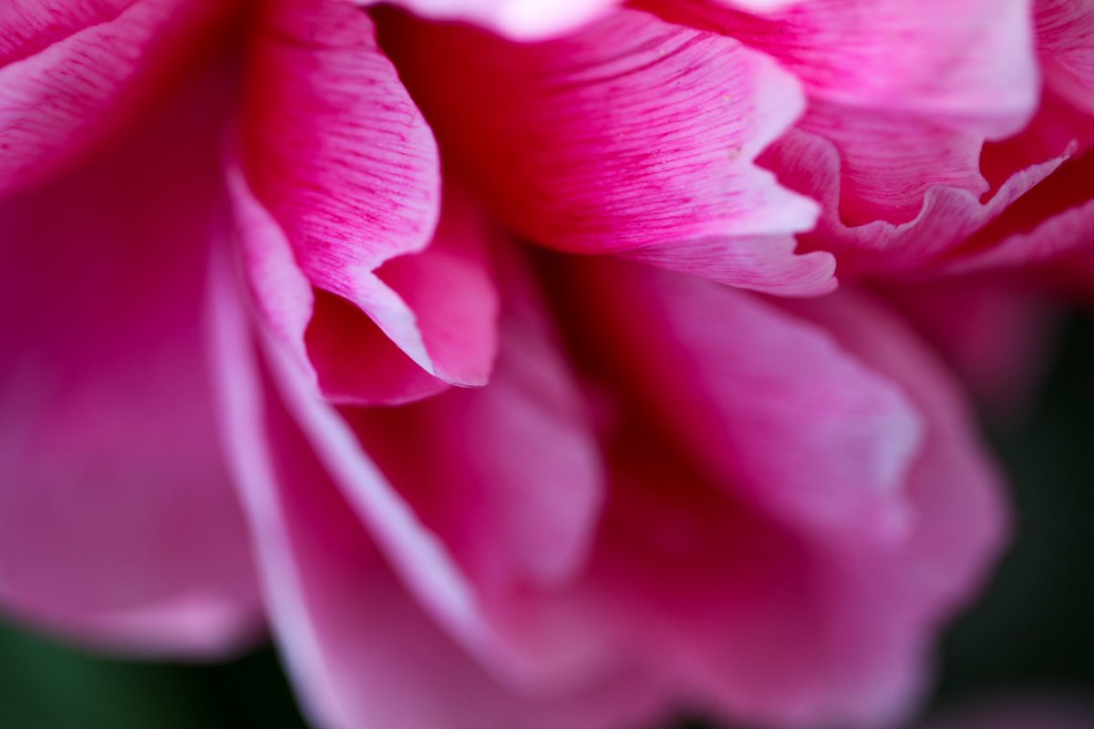 Peonies in my garden , beautiful to the end 💕