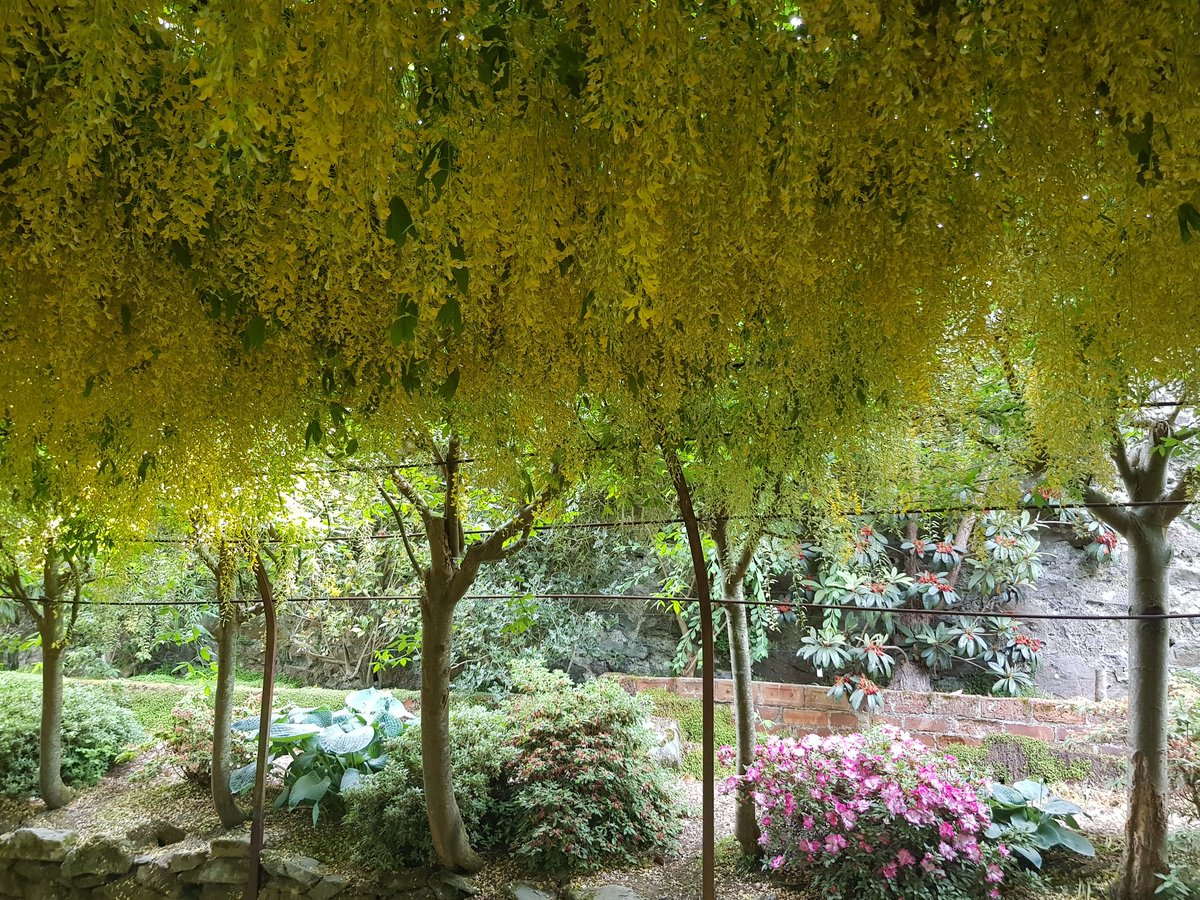 Ye olde Laburnum Arch at Bodnant Garden today @nationaltrust @ntwales @BodnantGardenNT #laburnumarch #laburnum #llandudno #cobey #colwynbay #northwales #landscape #scenery #view