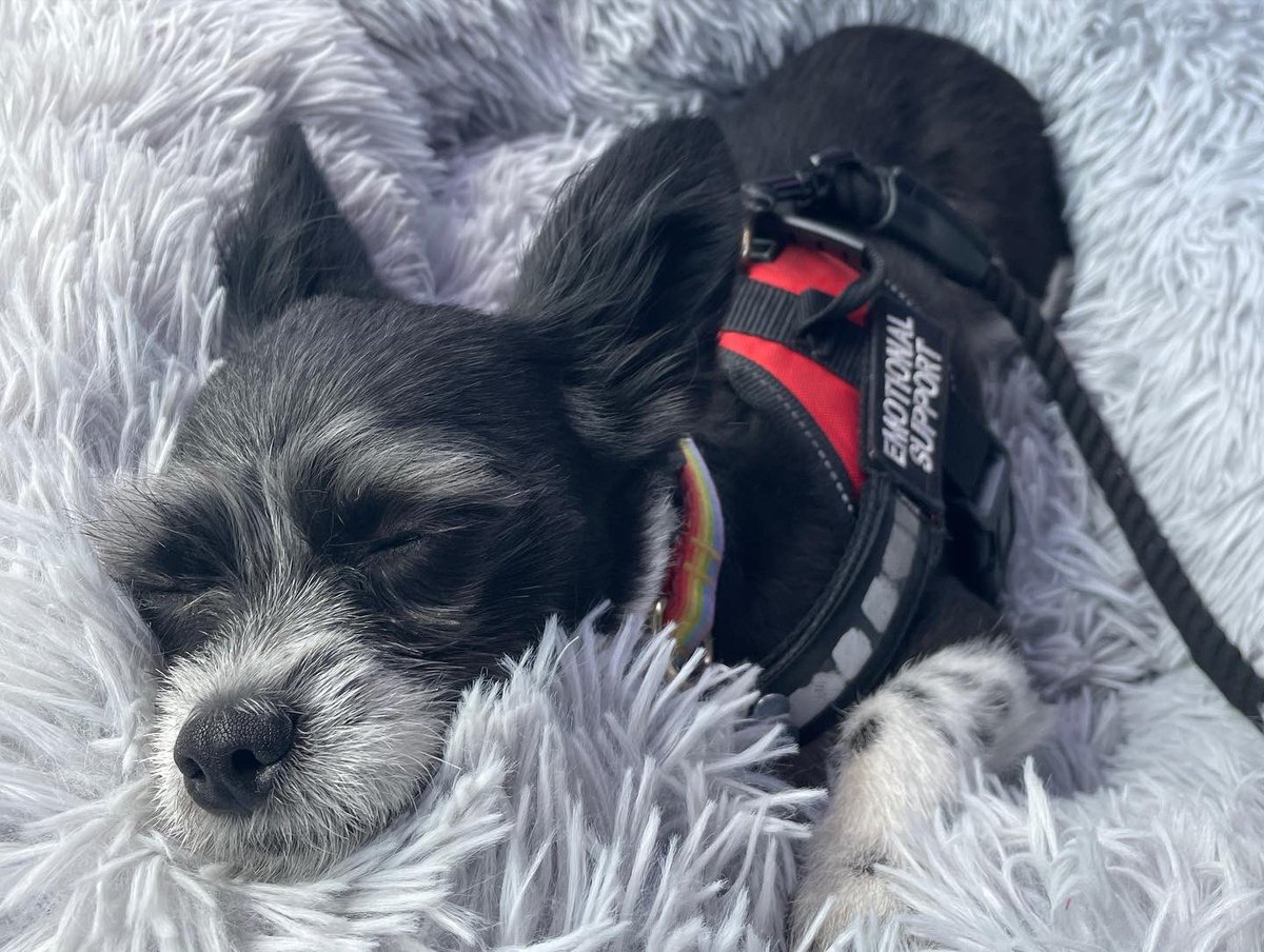 dylaaron_'s tweet photo. For #Fathersday and #PRIDE, you should Venmo your fave trans dog dad  some money to get the boys groomed 🩵🧔🏻‍♂️🐶🐶😭😭 #blue #nugget https://t.co/zwkqxbw0f7