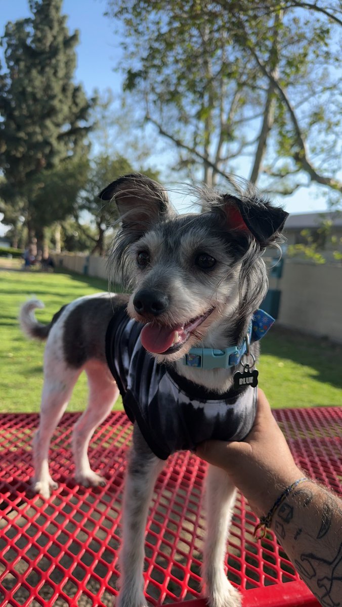 dylaaron_'s tweet photo. For #Fathersday and #PRIDE, you should Venmo your fave trans dog dad  some money to get the boys groomed 🩵🧔🏻‍♂️🐶🐶😭😭 #blue #nugget https://t.co/zwkqxbw0f7