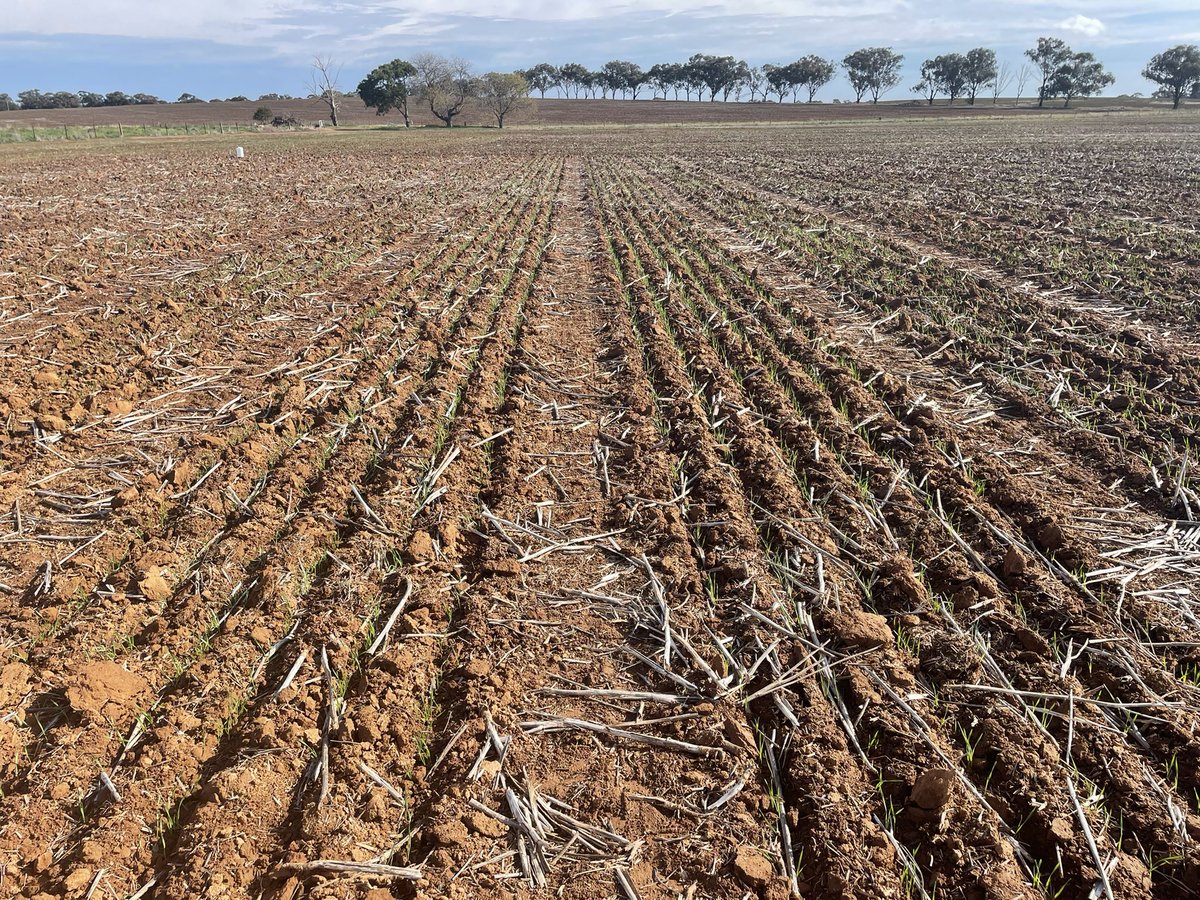 Lots of trial site visits this past week to spread urea and post-em sprays. Very lucky to have decent rain through most of our region to keep things moving along nicely. <a href="/Farm_Link/">FarmLink Research</a>
