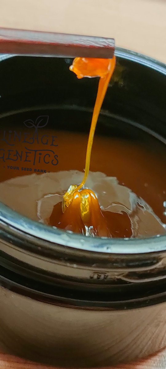 Lineagegenetics's tweet photo. CBD extraction from our GIFTED CBD strain. #giftedcbd #420community #CannabisCommunity #cannabisseeds #CBD #cbdextract #cbdoil #extraction #extracts #weedlife #homegrownweed @GreenbudSeeds @AZtech2015 https://t.co/M1fmNhwOFw