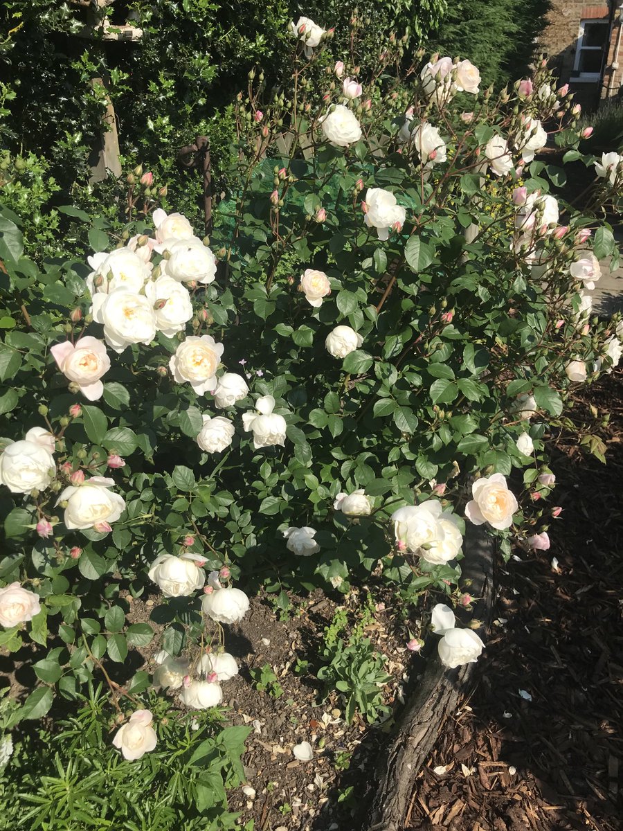 Definitely a good year for the roses. This is just one rose bush #roses #gardening