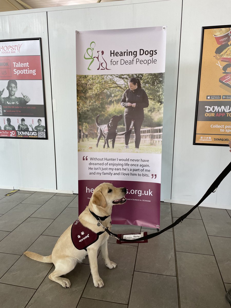 ⁦<a href="/HearingDogs/">Hearing Dogs for Deaf People</a>⁩ are at Beaconsfield Services today for a PAWS appeal. Drop by if you are near us! ⁦<a href="/VolTeamHDogs/">Volunteering H-Dogs</a>⁩ ⁦<a href="/ExtraServicesUK/">ExtraServicesUK</a>⁩