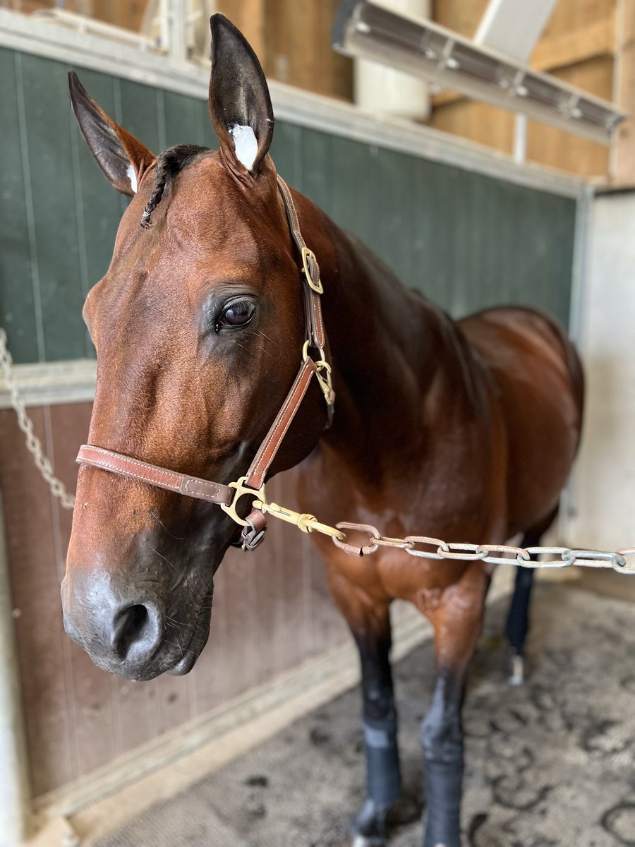 Haras De Sassy tweet media