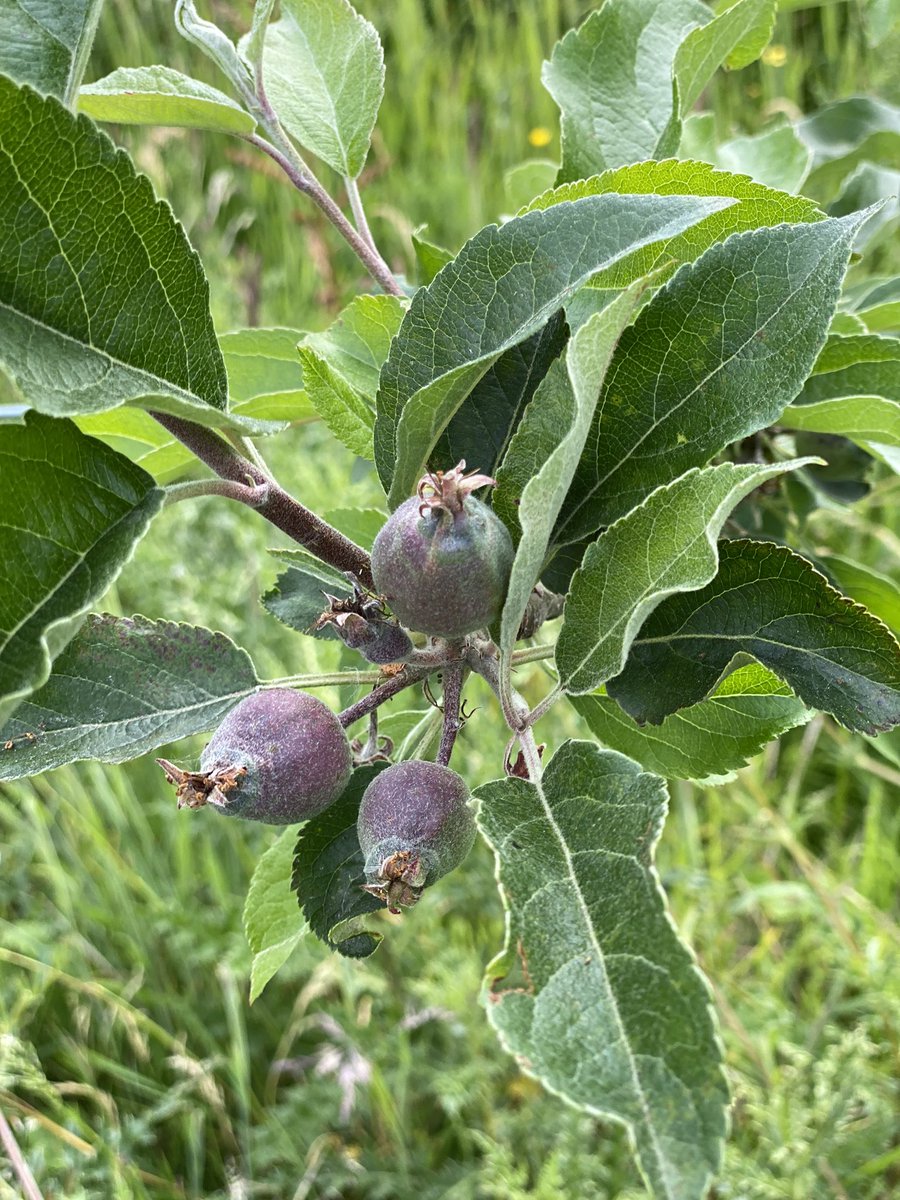 In the orchards this week  <a href="/AskhamBryan/">Askham Bryan College</a> watching lovely @RHS_Learning students collecting material for chip grafting 💚 🍎