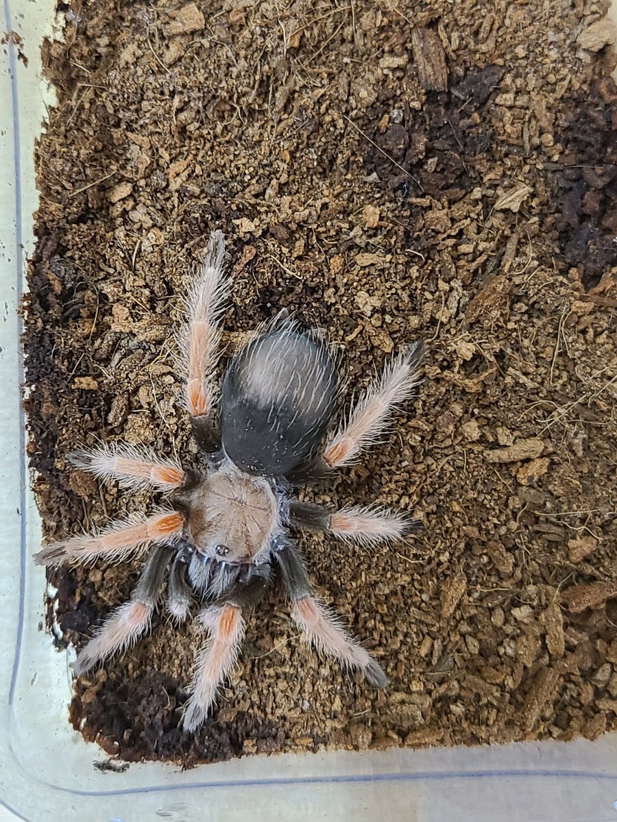 エキゾチックアニマルRodzina (@Rodzina7) / Posts / X