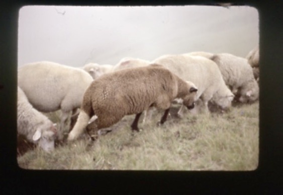InsaneSusan's tweet photo. Herding sheep through the fog https://t.co/PVMgvbMd4l