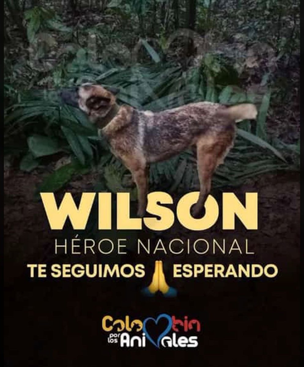 GabrielaVarP's tweet photo. Toda Colombia 🇨🇴 #UnidosPorWilson 
Te esperamos Wilson. 
No abandonen a 🐶!#WilsonTeAmamos https://t.co/igJorBMWa8