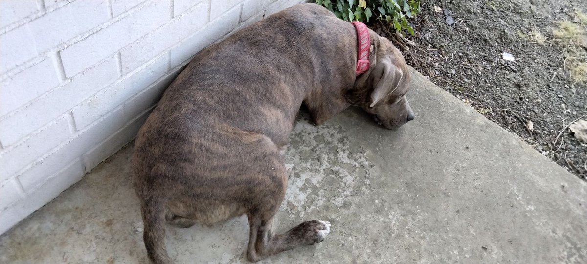 This female dog need a home someone put her out on the road