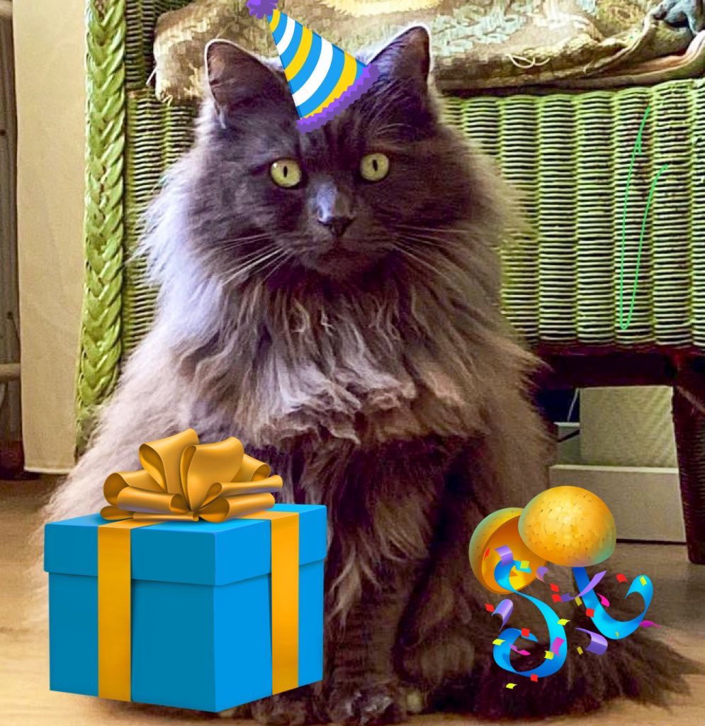 <a href="/Whiskey_kittty/">Whiskey_kittty</a> Happy birthday  lovely Whiskey😽🥳💜