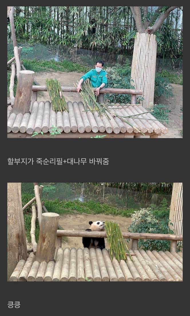 lovx11_very's tweet photo. 대나무 투정 부린 푸바오... https://t.co/c1DDYzd0yc
