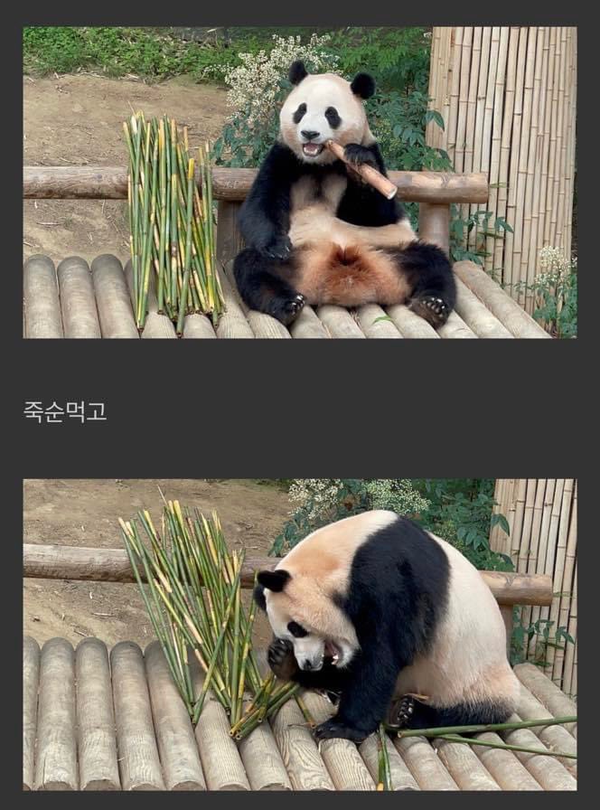 lovx11_very's tweet photo. 대나무 투정 부린 푸바오... https://t.co/c1DDYzd0yc