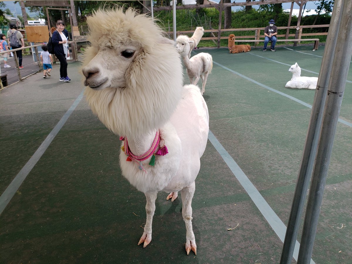 ipaka_'s tweet image. 楽園にいる