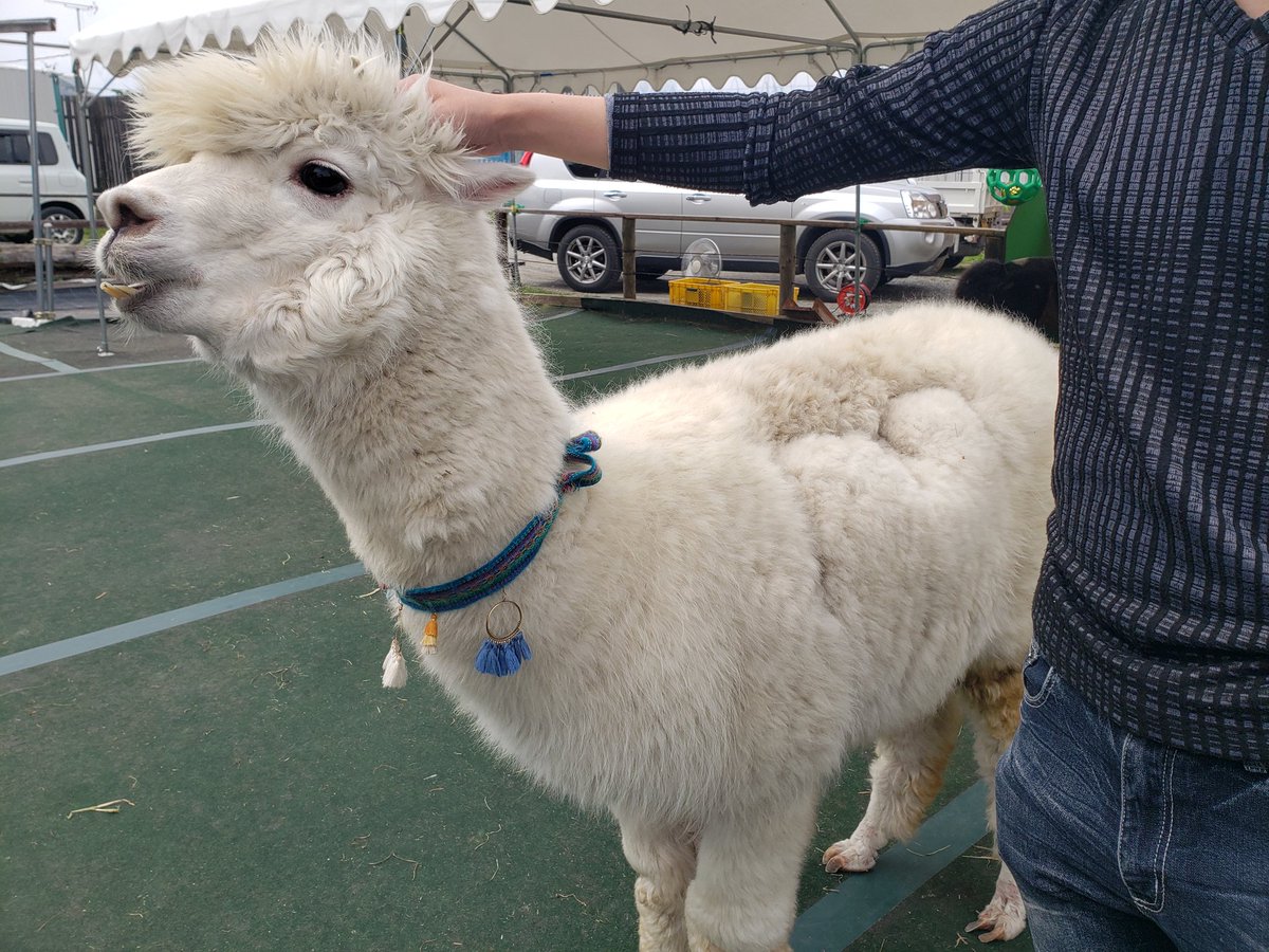 ipaka_'s tweet image. 楽園にいる