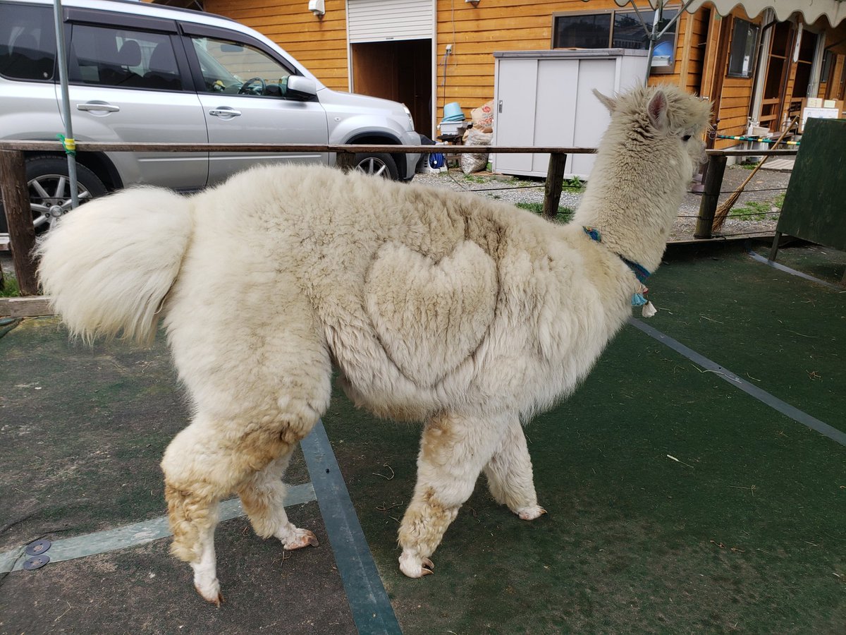 ipaka_'s tweet image. 楽園にいる