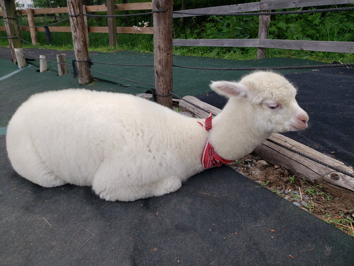 ipaka_'s tweet image. 楽園にいる