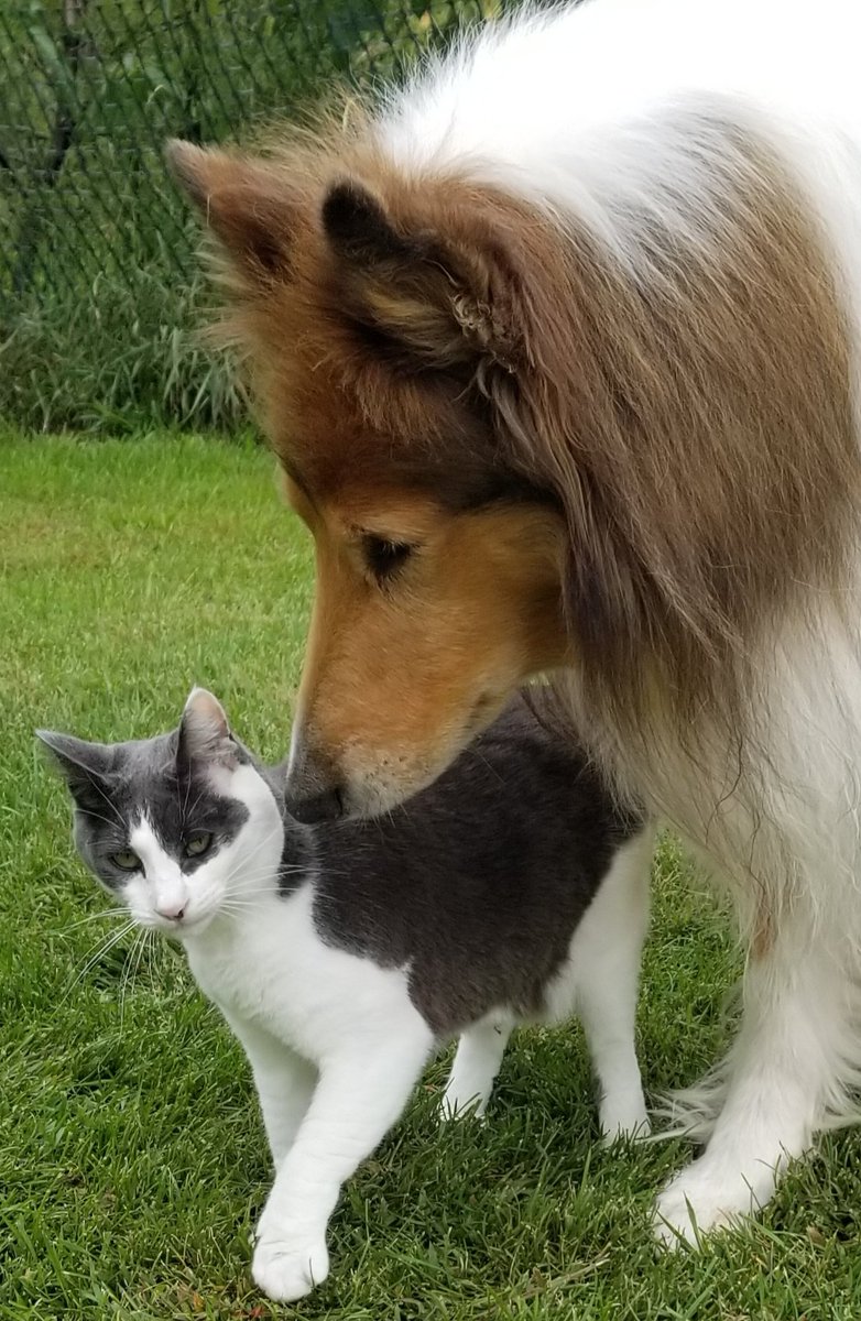 'I'll be right here if you need me....' #Caturday #CatsOfTwitter #cats #collie #roughcollies #dogsoftwitter #dogcelebration #dogs #catsanddogs #FarmLife #animalphotography