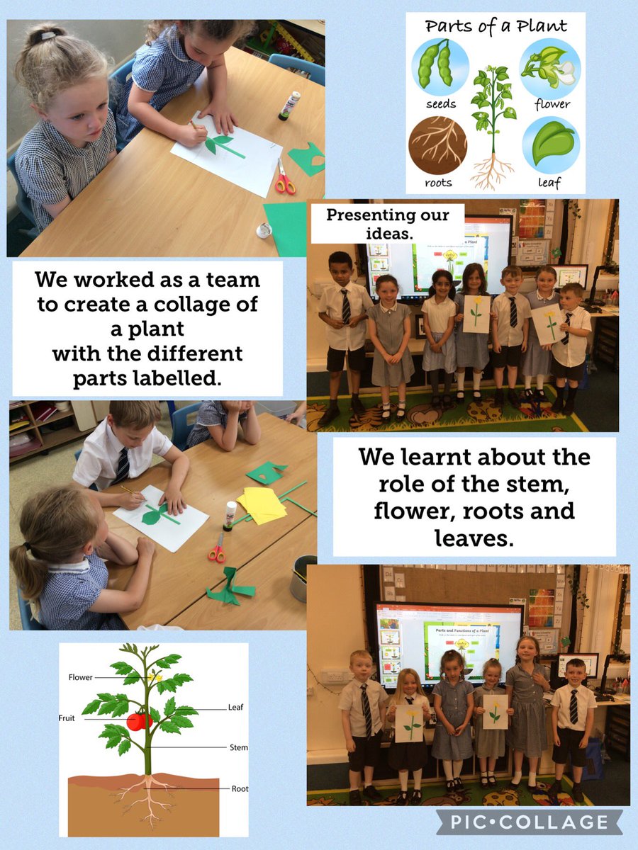 FPS_1_Dolphins's tweet image. Learning about the different parts of a plant #fpsscience