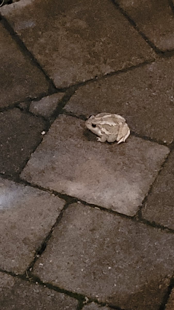 yycvinoman's tweet photo. #Riblet and #Froggybaby on the patio tonight.  Just hanging out with us tonight.  LOVE IT!! https://t.co/FPxXjqr7tD