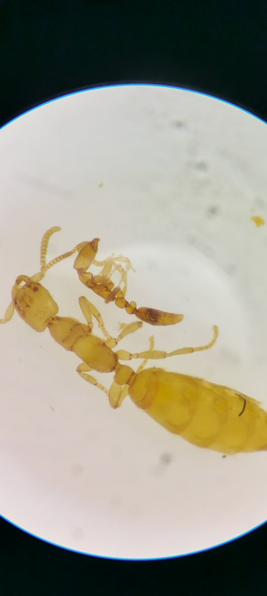 antbirdINFINITY's tweet image. One of the earliest-splitting crown-group ants with convergent true army ant syndrome.
Collected from Zhejiang, China
Looks like I need to upgrade my device)