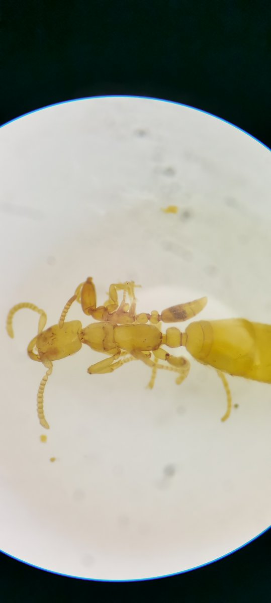antbirdINFINITY's tweet image. One of the earliest-splitting crown-group ants with convergent true army ant syndrome.
Collected from Zhejiang, China
Looks like I need to upgrade my device)