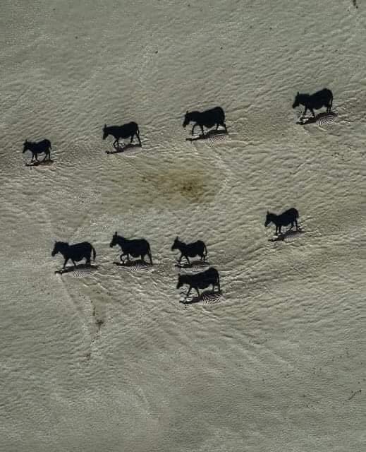 liyanaliyana's tweet photo. Gambar ni pernah menang anugerah tahunan National Geographic. Lepas zoom baru faham kenapa.

Serius tak perasan 😅 https://t.co/bgF3qcFMOQ
