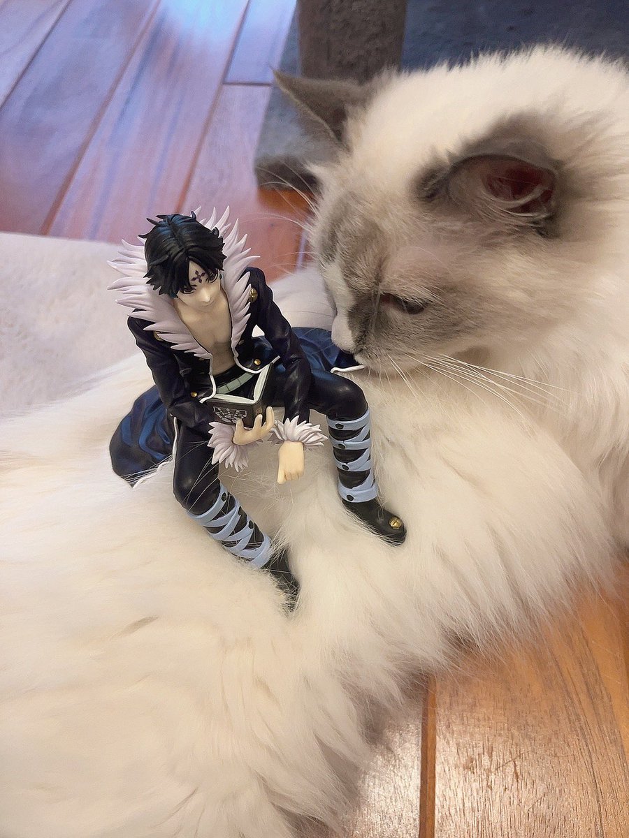 Twmmm1129's tweet photo. でかねこ？ https://t.co/4xncu17h77