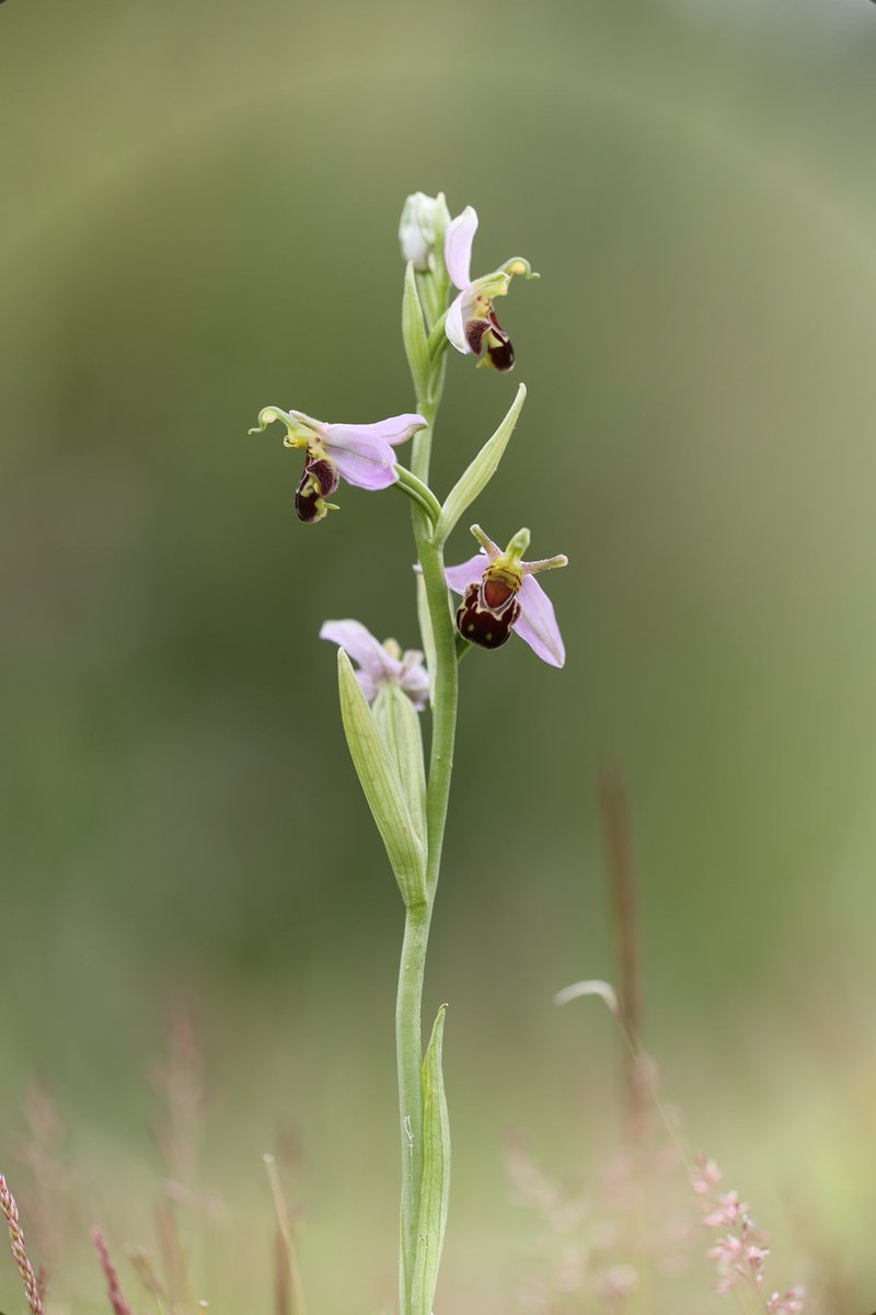 Xopher78's tweet photo. @JillWarwick @NosterfieldLNR @Love_plants @BSBIscience @wildflower_hour @whiterosegreen @thatsweavernews Lovely! A couple of years ago I discovered them on the scrap of land behind Richard’s house https://t.co/7wdNzCkIPr