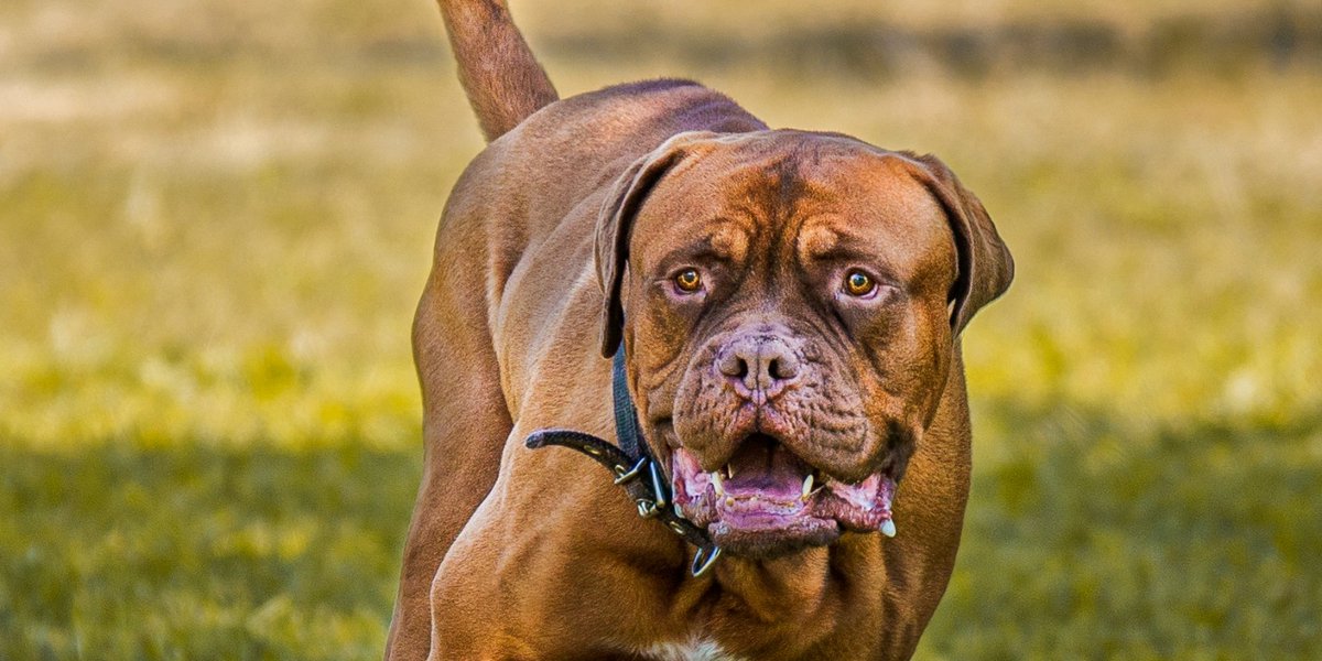 Heute stellen wir euch Bordeauxdogge Sam II vor. 🐩 Sam kam im September 2019 zur Welt und hat eine bewegende Geschichte hinter sich. Nach einem bissigen Vorfall bei seiner ehemaligen Familie, lebt er nun glücklich bei uns. ❤️ #tierlebenshofnauen
