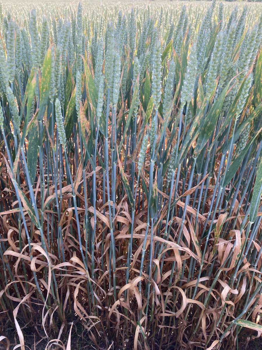 Untreated Elation winter wheat waving its last remaining leaf in the sea breeze just north of Aberaeron #greatyeartobeapathologist @ADASGroup @JulieSmithADAS @aldwyn_clarke