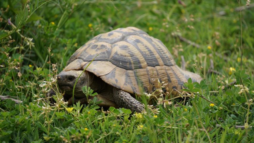 landschild's tweet photo. Ich (und natürlich viele andere Halter) finden Schildkröten unheimlich faszinierend. Nachdem wir 2001 mit dem Hobby begannen, hat sich eine regelrechte Liebe zu diesen Tieren entwickelt. Ich halte griechische Landschildkröten (Testudo

https://t.co/poiV3qPSbG https://t.co/0iT96RMcvL