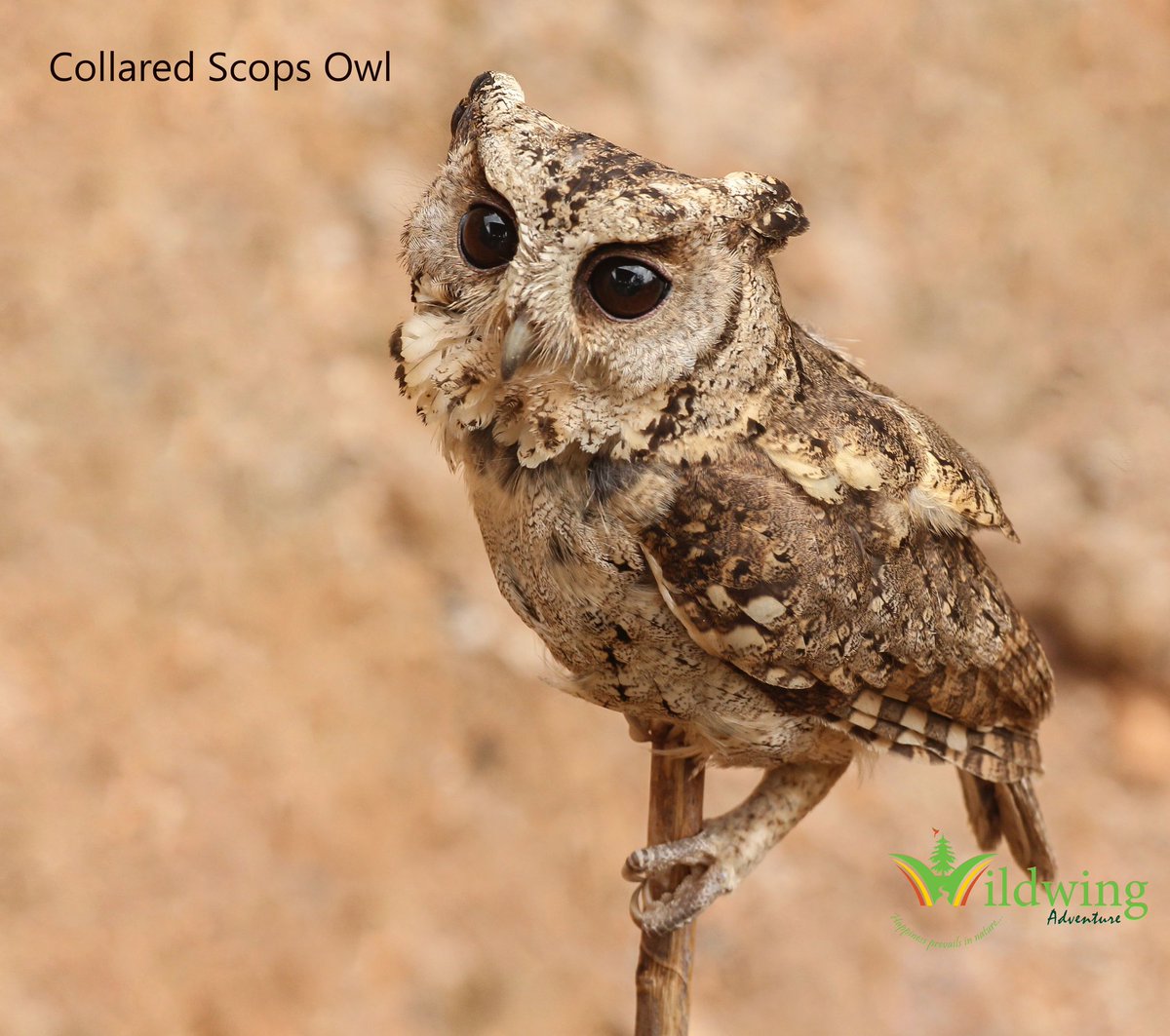 WildwingBhutan's tweet photo. The Collared Scops Owl is widespread in the Indian subcontinent including most of the lower Himalayas. https://t.co/LaHtpt5HkH