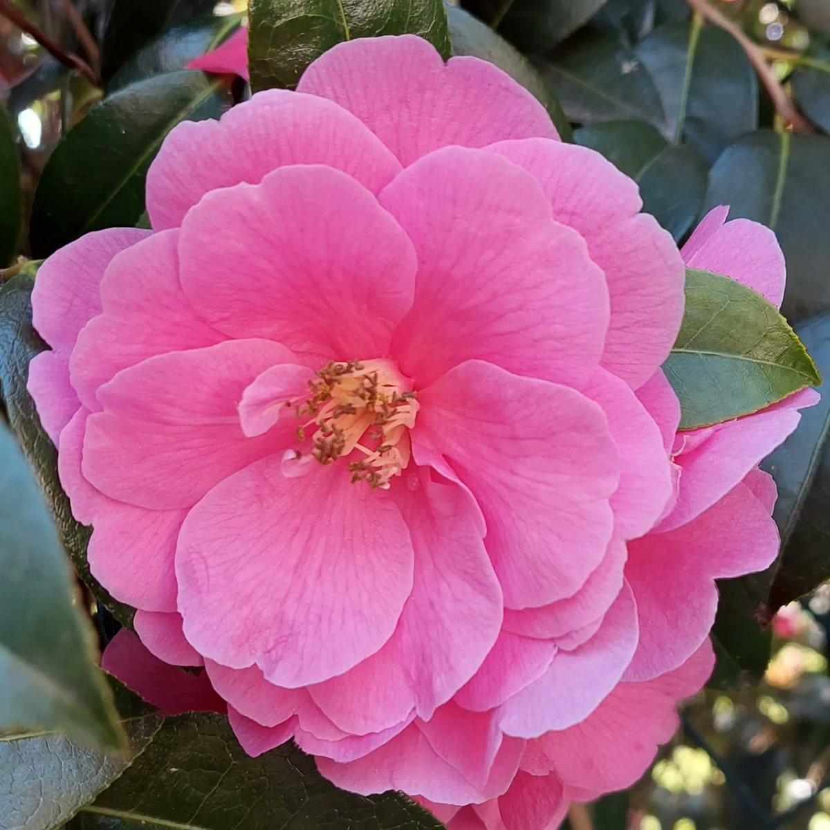 #GoodMorningTwitterWorld #GoodMorningEveryone Have a lovely weekend and will post whenever I can. Luv ya all ♥️ 😍 
#FLOWER #flowerpower #Flowers #Beautiful_Flower #Pink #NaturePhotography #NaturalBeauty #SaturdayMorning