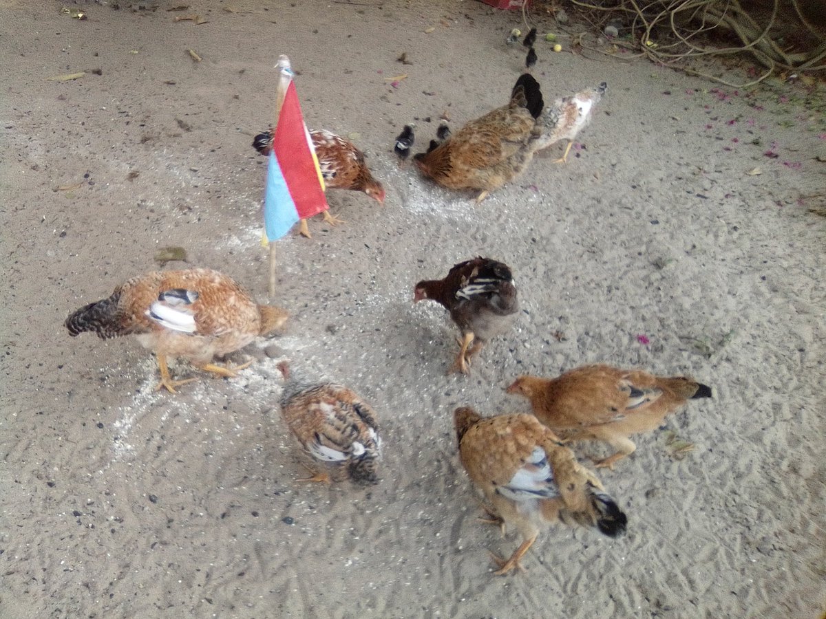 Empire of Guanduania ☮️ tweet media