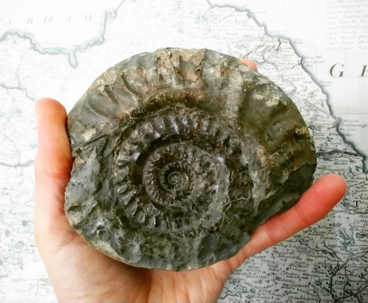 MuseumsOfWhitby's tweet photo. Visit the Yorkshire Fossil Festival this weekend at Whitby Museum
Entry is free and there’s lots to do, see and admire at this special event held on the bicentenary year of Whitby Museum!
#museumsofwhitby #yorkshirefossilfestival #whitbymuseum #fossil #yorkshire #yorkshirecoast https://t.co/ZKLDHqe4GO