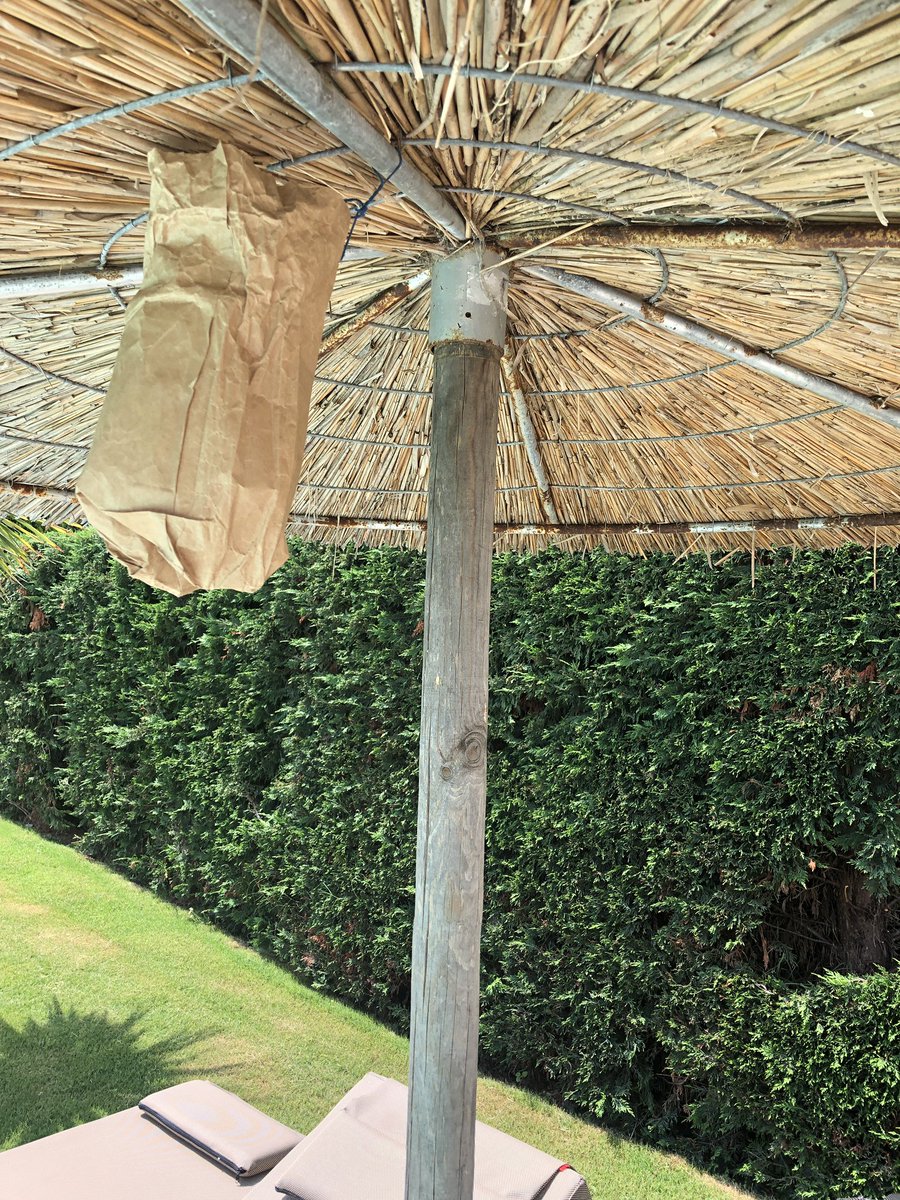 steve_lofthouse's tweet photo. Holiday tip - hang a paper bag from your beach umbrella and you won’t be bothered by wasps. 
They think it’s a nest and steer clear. 

#holidaytip https://t.co/eDfJeLdrFL