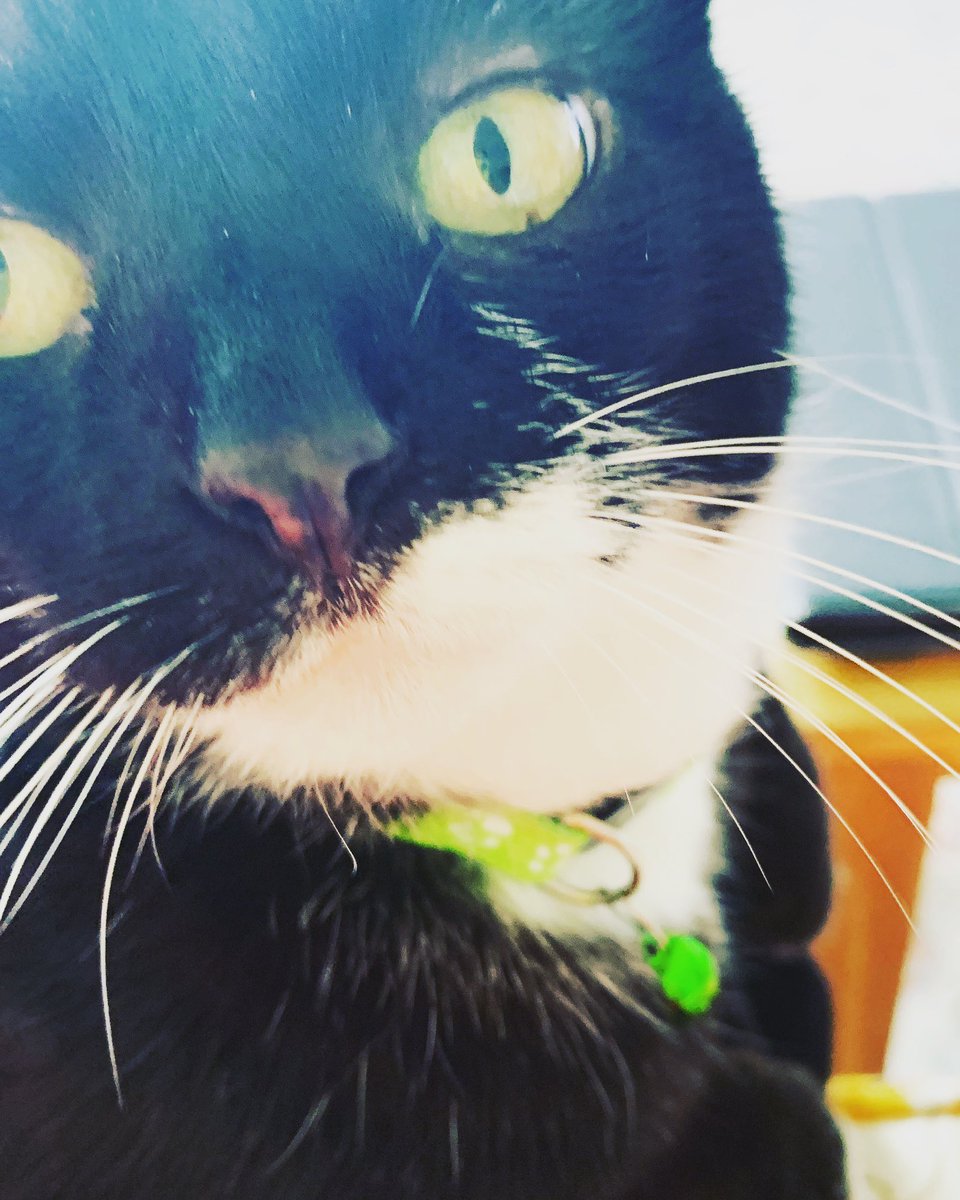 No. Bad enough I have to live with you, you sad old crone.
Plus, I've left Twitter YOU KNOW THIS.