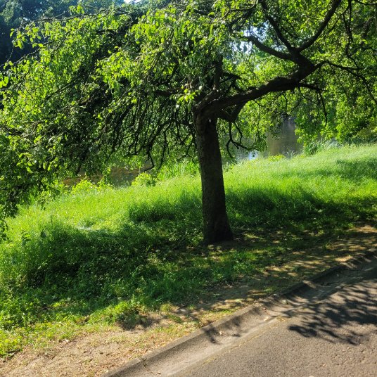 NapiorkowskaJ's tweet photo. It is paradoxal: at the same time confirmation and dementi to all those who say I never relax 😅
Walking, jogging and shinrin-yoku in the Belgian woods :)
#shinrin-yoku
#belgiannature https://t.co/I4NAMEnTv3