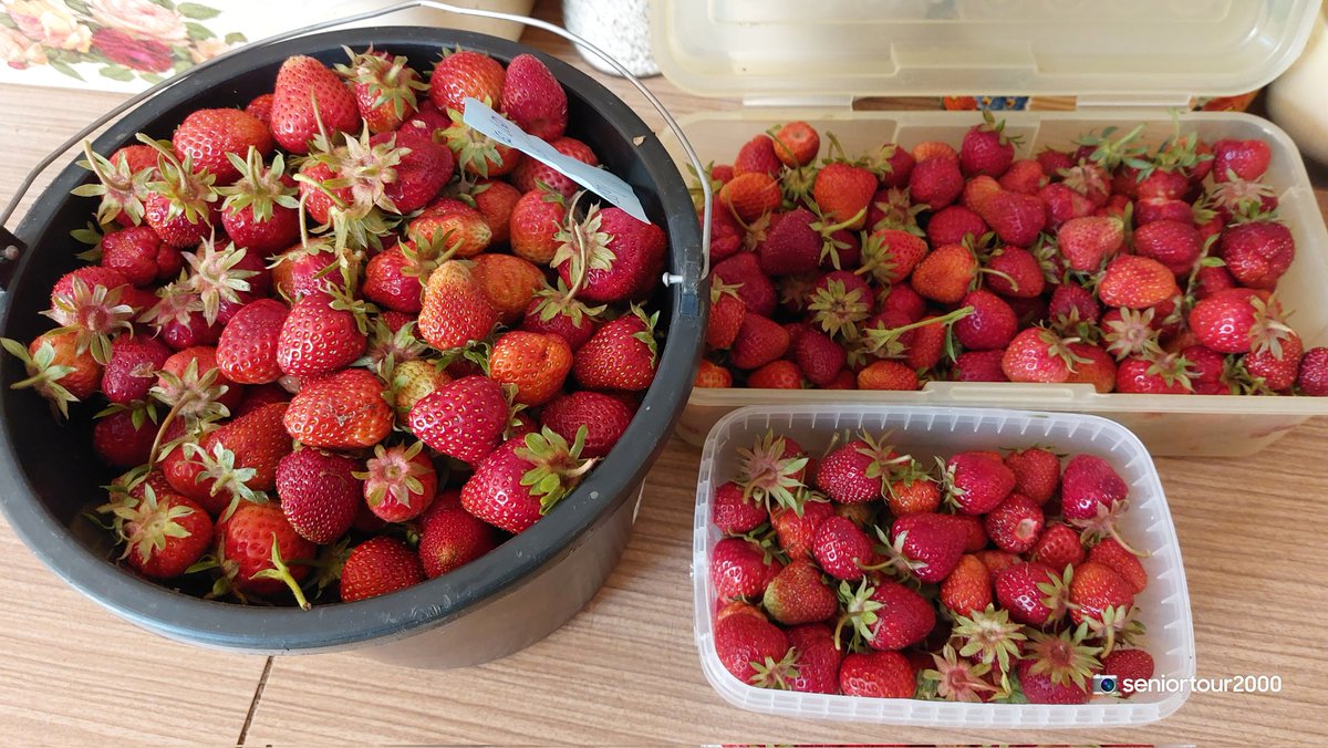seniortour2000's tweet photo. V půl páté budík a do řádků..jahody začínají !🍓Jiná léta slyším z nedaleké zoo výskot gibonů dožadujících se snídaně, dnes tu přijíždí tolik aut se sběraci, že neslyším nic..#Strawberryfields #Plzen #samosber 🍓🚶♂️👍😀 https://t.co/YTCo3Rbykg
