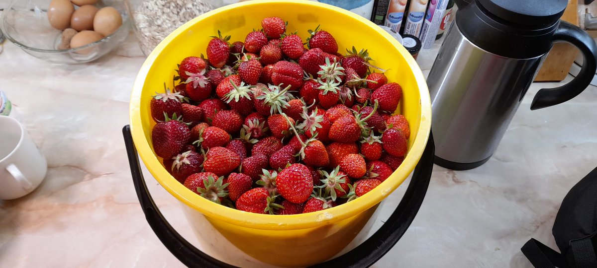 seniortour2000's tweet photo. V půl páté budík a do řádků..jahody začínají !🍓Jiná léta slyším z nedaleké zoo výskot gibonů dožadujících se snídaně, dnes tu přijíždí tolik aut se sběraci, že neslyším nic..#Strawberryfields #Plzen #samosber 🍓🚶♂️👍😀 https://t.co/YTCo3Rbykg