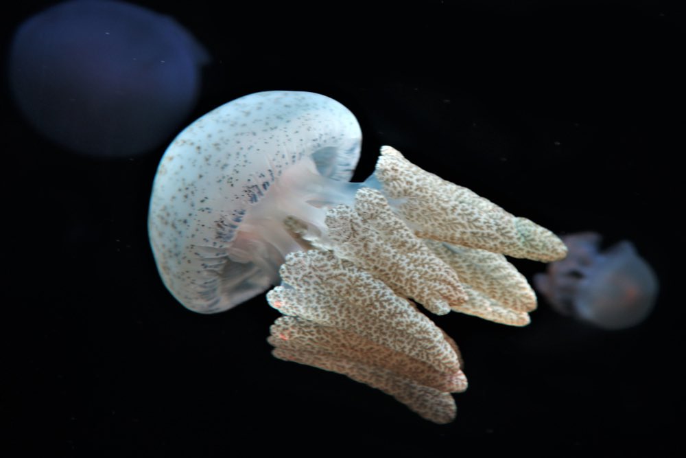 AnimalAddictsP's tweet photo. Check out our Favorite Marine Animal Not Already Covered on the Podcast, the Blue Blubber Jellyfish and the West Indian Manatee, and our Animal of the Week, the Iberian Ribbed Newt on Episode 126! #TheAnimalAddictsPodcast #AnimalOfTheWeek #IberianRibbedNewt https://t.co/vlnWk0OOwp