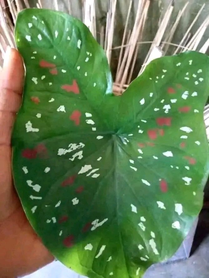 Kịrịkịrị_Star on Twitter "This leaf is called " ede ndị mmuo" in Igbo
