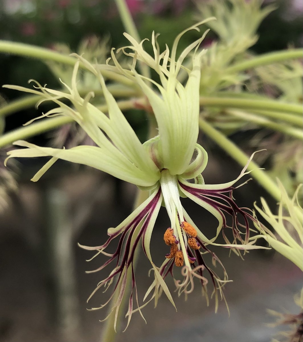 Heather_GKey's tweet image. No photo can ever do this lunatic, justice. Lovingly referred to as Crazy Pellie by me, this is Species Pelargonium schizopetalus. ❤️