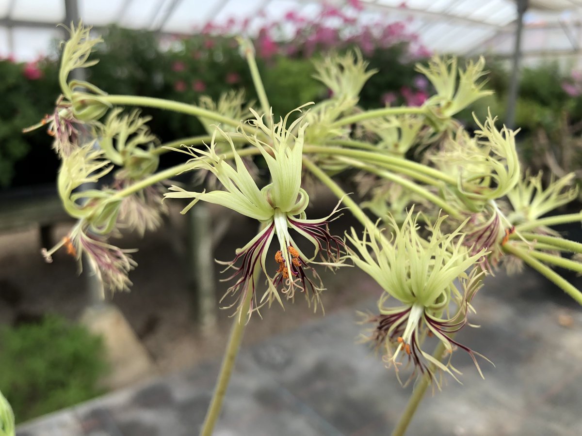 Heather_GKey's tweet image. No photo can ever do this lunatic, justice. Lovingly referred to as Crazy Pellie by me, this is Species Pelargonium schizopetalus. ❤️