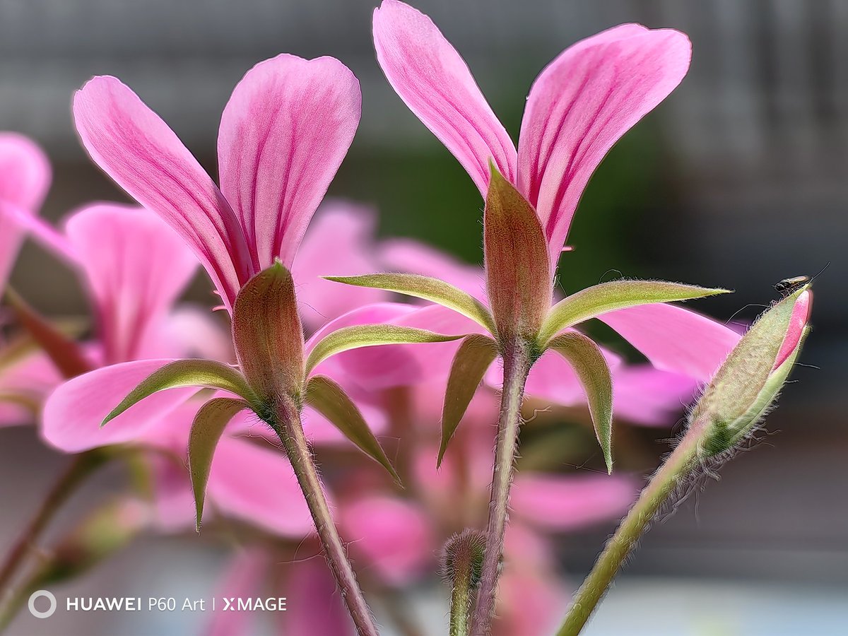 Weekend finally🥰 but... the rain isn't stopping at all. 😴
At least I have interesting subjects for.the SuperMacro mode of the Huawei P60 Art.
#Huawei #HuaweiP60Art #NaturePhotography #flowers #pictures #streetphotography #ShotOnHuawei #ShotOnSnapDrago #HuaweiMobile @Snapdragon