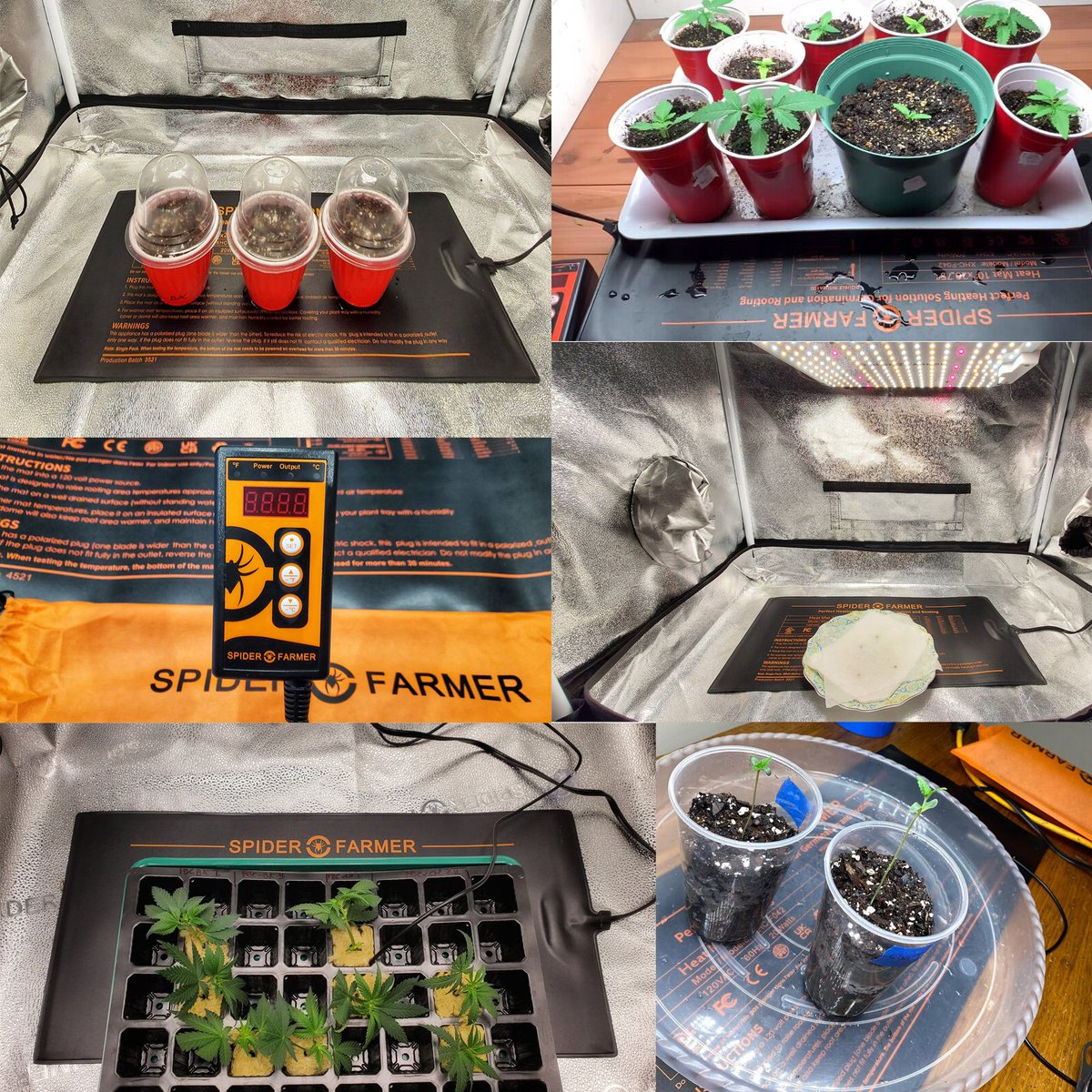 Let Spider Farmer seedling heating mat accompany you to start a new journey💯👍

Come to Spider Farmer store on Amazon to buy it, there are also 15% coupons and $10 coupons for limited claim, first come first served.🔥

#spiderfarmer #spiderfarmerheatmat #seedlingheatmat